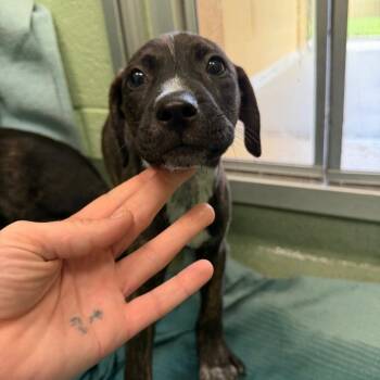 Mercury -  Mixed Breed Dog for Adoption in West Palm Beach, Florida - Mercury | PetCurious