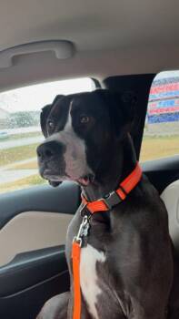 Labrador Retriever Dogs Available for Adoption - Duke Adonis (160385) (In A Foster Home) | PetCurious