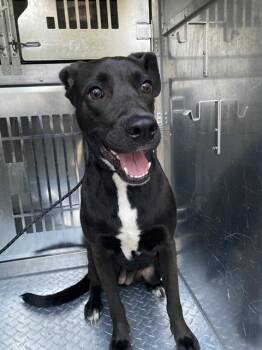 SMILES -  Mixed Breed Dog for Adoption in Dallas, Texas - SMILES | PetCurious