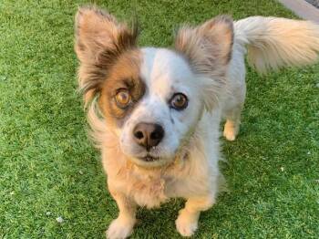 JAVIER -  Chihuahua and Mixed Breed Dog for Adoption in Moreno Valley, California - JAVIER | PetCurious