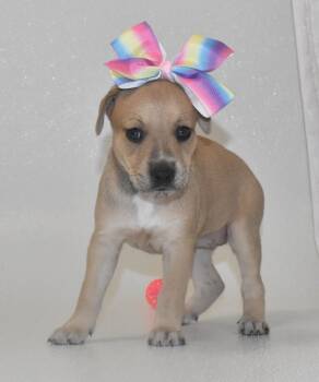 Primrosetta -  Terrier Dog for Adoption in Springfield, Ohio - Primrosetta | PetCurious