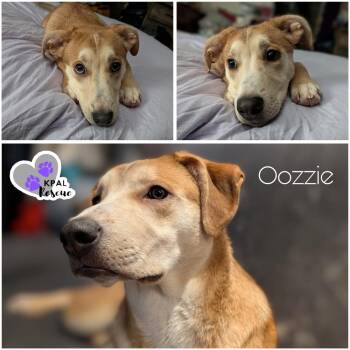 German Shepherd Dog and Pit Bull Terrier Dogs Available for Adoption in Kenai, Alaska - Oozzie (- Martial Arts Litter) | PetCurious