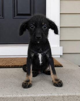 Jessie -  Wirehaired Terrier Dog for Adoption in Camp Pendleton North, California - Jessie | PetCurious