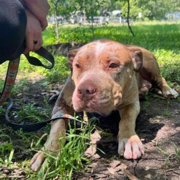 Pit Bull Terrier Dogs Available for Adoption in Austin, Texas - Caramel Cup | PetCurious