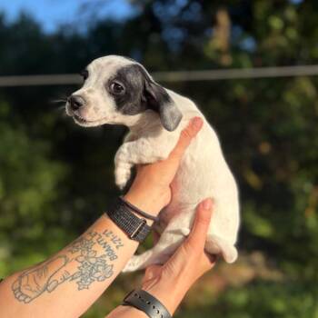 Fredo -  Chihuahua Dog for Adoption in Newberg, Oregon - Fredo | PetCurious