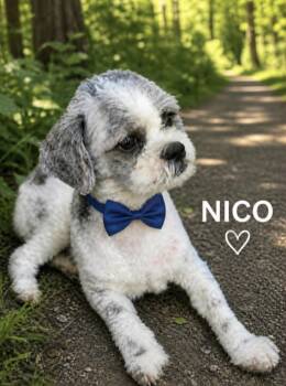 Nico -  Shih Tzu Dog for Adoption in Lucas, Texas - Nico | PetCurious