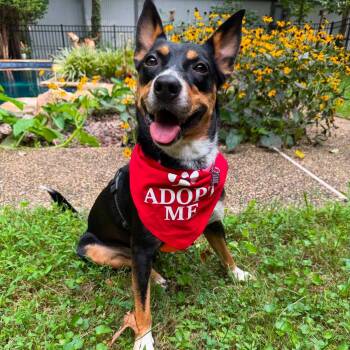 Percy -  Australian Cattle Dog Blue Heeler Dog for Adoption in Palos Heights, Illinois - Percy | PetCurious