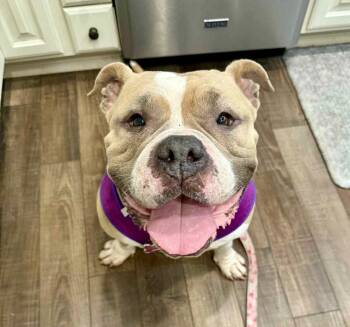 Rescue American Bulldog Dogs for Adoption in Germantown, Ohio - Peaches Pound Cake | PetCurious