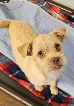 Terrier Dogs Available for Adoption in Santa Rosa, California - Cricket | PetCurious