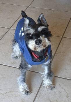 Miniature Schnauzer Dogs Available for Adoption in Lakewood, Colorado - Leena  | PetCurious
