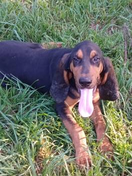 Biscuit -  Black And Tan Coonhound Dog for Adoption in Baker, Louisiana - Biscuit | PetCurious