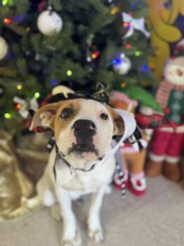 Rescue Mixed Breed Dogs for Adoption in Chickasha, Oklahoma - Pine Cone | PetCurious