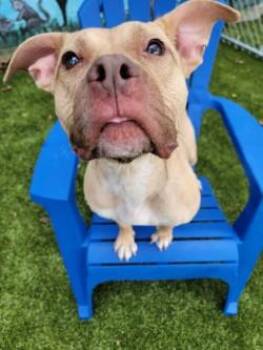 Sandy -  Mixed Breed Dog for Adoption in Savannah, Georgia - Sandy | PetCurious