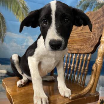 Border Collie and Labrador Retriever Dogs Available for Adoption in Eureka Springs, Arkansas - Angus | PetCurious