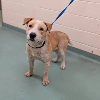 Mixed Breed Dogs Available for Adoption in Memphis, Tennessee - Hayes | PetCurious