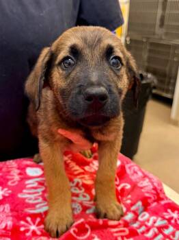Shepherd and Mixed Breed Dogs Available for Adoption - Caspar | PetCurious