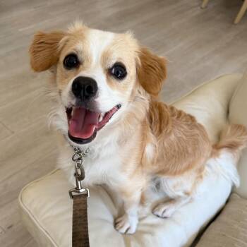 Rescue Shih Tzu and Terrier Dogs for Adoption in Miromar Lakes, Florida - Corey | PetCurious