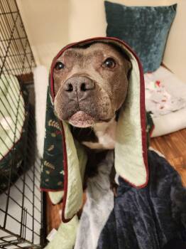 Blueberry -  Pit Bull Terrier and American Staffordshire Terrier Dog for Adoption in Troy, Michigan - Blueberry | PetCurious