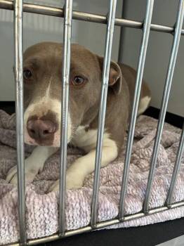 PALOMA -  Pit Bull Terrier and Mixed Breed Dog for Adoption in San Jose, California - PALOMA | PetCurious