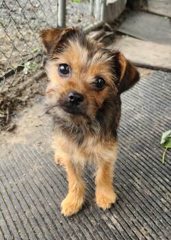 Tawny -  Yorkshire Terrier Dog for Adoption in Liberty Center, Ohio - Tawny | PetCurious