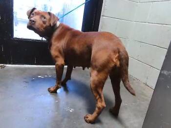 Pit Bull Terrier and Mixed Breed Dogs Available for Adoption in Tulsa, Oklahoma - AMANDA | PetCurious