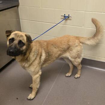 German Shepherd Dog Dogs Available for Adoption in Norman, Oklahoma - Frodo | PetCurious