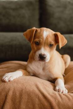 Terrier Dogs Available for Adoption in Mission Viejo, California - Mulligan | PetCurious