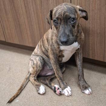 Angela -  Terrier and Mixed Breed Dog for Adoption in Corpus Christi, Texas - Angela | PetCurious