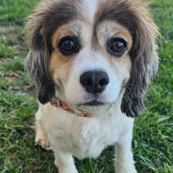 Cavalier King Charles Spaniel Dogs Available for Adoption in Plainfield, Illinois - Boomer  | PetCurious
