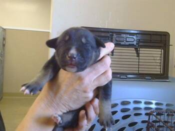 Husky Dogs Available for Adoption - ALICIA | PetCurious