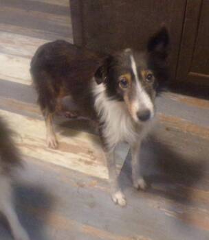 Lacy -  Shetland Sheepdog Sheltie Dog for Adoption in Vale, North Carolina - Lacy | PetCurious