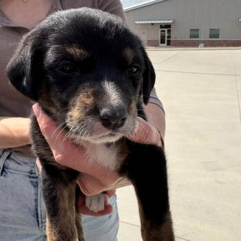 Australian Cattle Dog Blue Heeler Dogs Available for Adoption - Lily | PetCurious