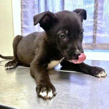 Bear -  Mixed Breed Dog for Adoption in Warrensburg, Missouri - Bear | PetCurious
