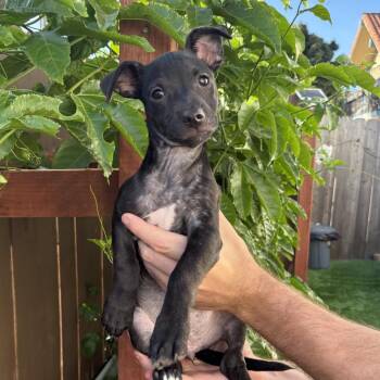 Stella -  Terrier and Mixed Breed Dog for Adoption in San Diego, California - Stella | PetCurious