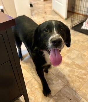 Eeyore -  Australian Shepherd and Labrador Retriever Dog for Adoption in Parsons, West Virginia - Eeyore | PetCurious