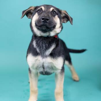 Martini -  Mixed Breed Dog for Adoption in Portland, Oregon - Martini | PetCurious