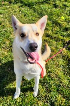 Rescue German Shepherd Dog and Siberian Husky Dogs for Adoption in Pocatello, Idaho - Keebler | PetCurious