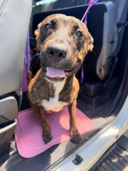 Flamingo -  Mountain Dog and Plott Hound Dog for Adoption in Rockport, Texas - Flamingo | PetCurious