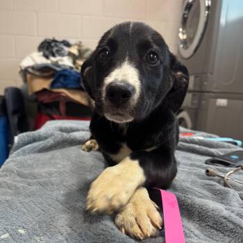 Enid -  Mixed Breed Dog for Adoption in Englewood, Florida - Enid | PetCurious