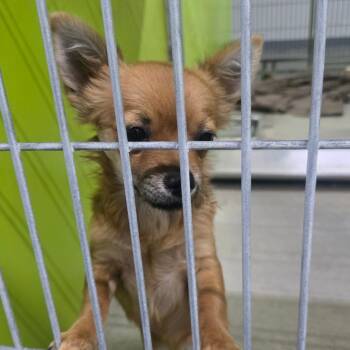 Bea2255 -  Chihuahua Dog for Adoption in San Jacinto, California - Bea2255 | PetCurious