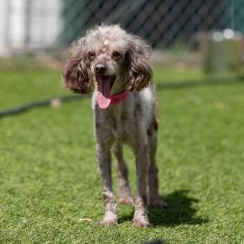 Nicolette (AG26-199) -  Poodle Dog for Adoption in Peyton, Colorado - Nicolette (AG26-199) | PetCurious