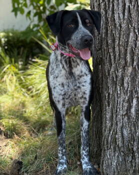 Rescue English Pointer Dogs for Adoption in Palo Alto, California - Spirit | PetCurious