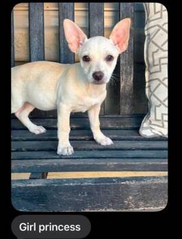 Princess -  Chihuahua Dog for Adoption in San Tan Valley, Arizona - Princess | PetCurious