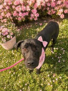 Labrador Retriever and Mixed Breed Dogs Available for Adoption in Malvern, Pennsylvania - Nixie | PetCurious