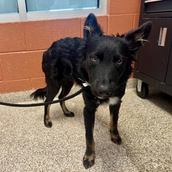 NITRO -  Australian Shepherd and Border Collie Dog for Adoption in Pueblo, Colorado - NITRO | PetCurious