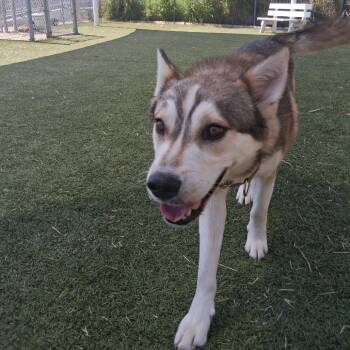 Husky Dogs Available for Adoption in Galveston, Texas - Silverado | PetCurious