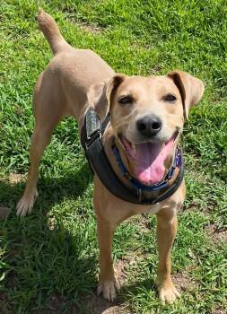 Rescue Affenpinscher Dogs for Adoption in Spooner, Wisconsin - Boomer | PetCurious