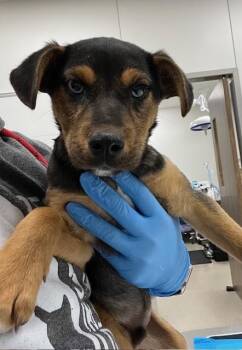 Labrador Retriever Dogs Available for Adoption - SANDERS | PetCurious