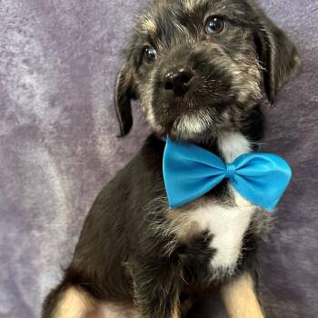 Rescue Terrier Dogs for Adoption in Lodi, California - Einstein | PetCurious