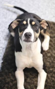 Hound Dogs Available for Adoption in Manchester, New Hampshire - Burgess In NH! Come Meet Our Adoptable Dogs Wednesday-Saturday.  | PetCurious
